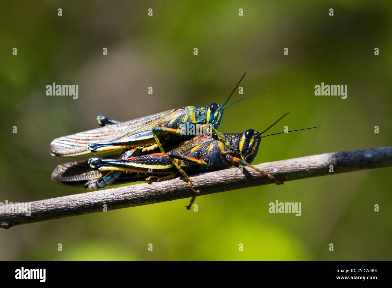 Locust dipinta (Schistocerca melanocera) accoppiata nell'arcipelago delle Galapagos, sito Patrimonio dell'Umanità dell'UNESCO, Ecuador, Sud America Foto Stock