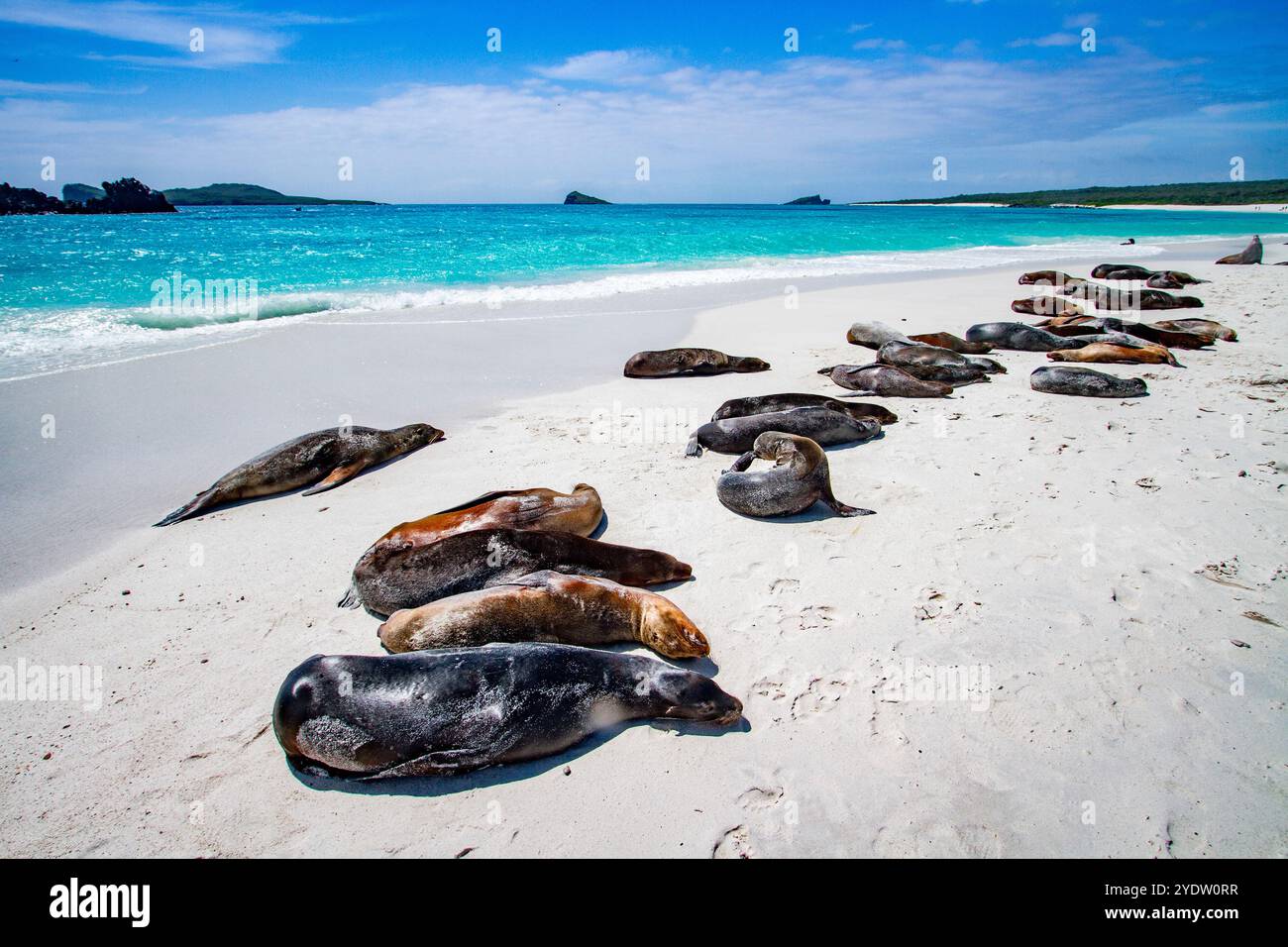 I leoni marini delle Galapagos (Zalophus wollebaeki) si sono imbarcati sulla spiaggia di Gardner, sull'isola di Espanola nelle isole Galapagos, patrimonio dell'umanità dell'UNESCO, Ecuador Foto Stock