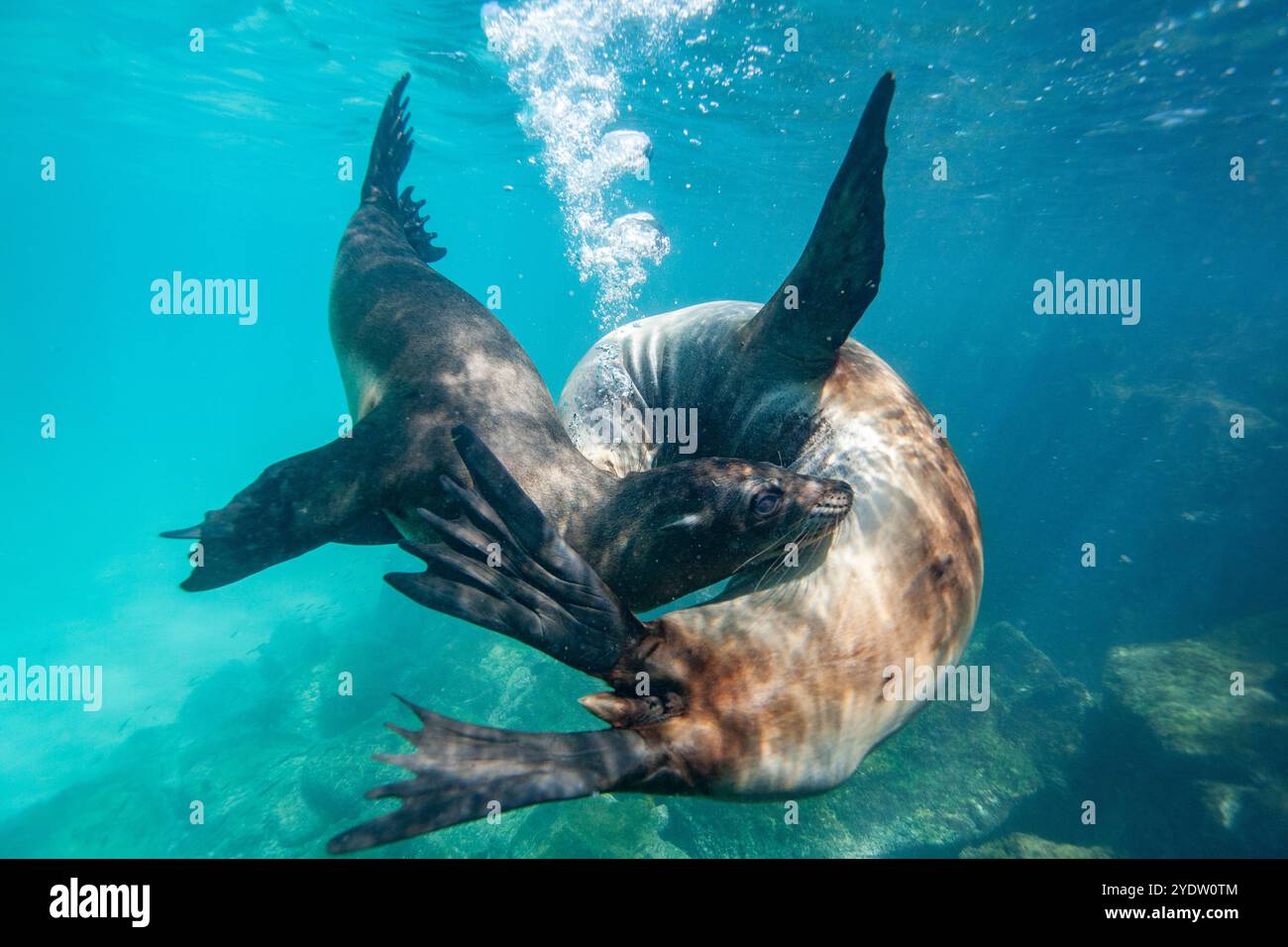 Giovani leoni marini delle Galapagos (Zalophus wollebaeki) in gioco sott'acqua nell'arcipelago delle Galapagos, patrimonio dell'umanità dell'UNESCO, Ecuador Foto Stock