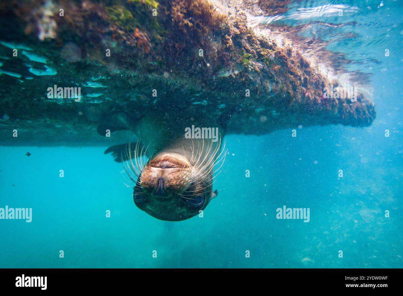 Giovane leone marino delle Galapagos (Zalophus wollebaeki) sott'acqua nell'arcipelago delle Galapagos, patrimonio dell'umanità dell'UNESCO, Ecuador, Sud America Foto Stock