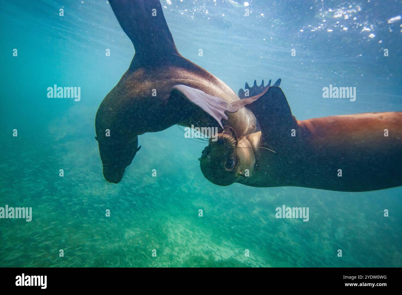 Giovani leoni marini delle Galapagos (Zalophus wollebaeki) in gioco sott'acqua nell'arcipelago delle Galapagos, patrimonio dell'umanità dell'UNESCO, Ecuador Foto Stock