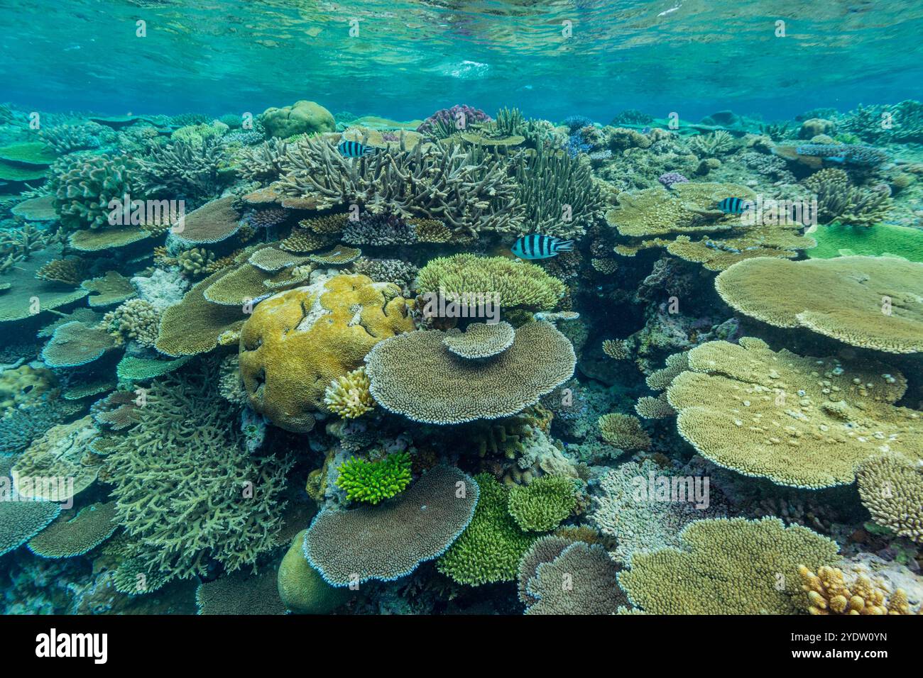 Una miriade di coralli duri e morbidi, nonché pesci tropicali della barriera corallina al Vatu-i-Ra Conservation Park a viti Levu, Figi, Pacifico meridionale, Pacifico Foto Stock