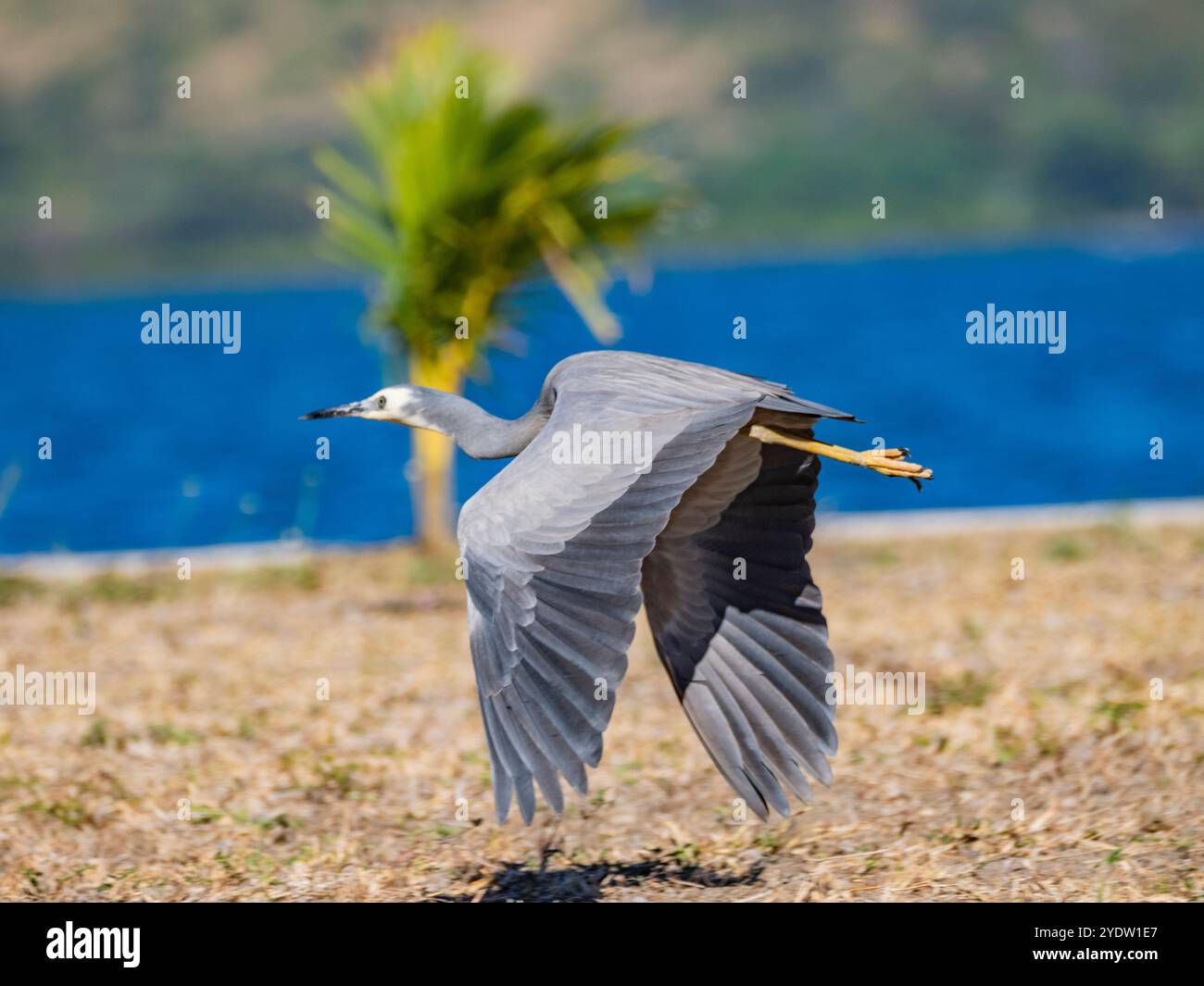 Airone dalla faccia bianca (Egretta novaehollandiae), in volo presso il Volivoli Resort Grounds a viti Levu, Figi, Sud Pacifico, Pacifico Foto Stock