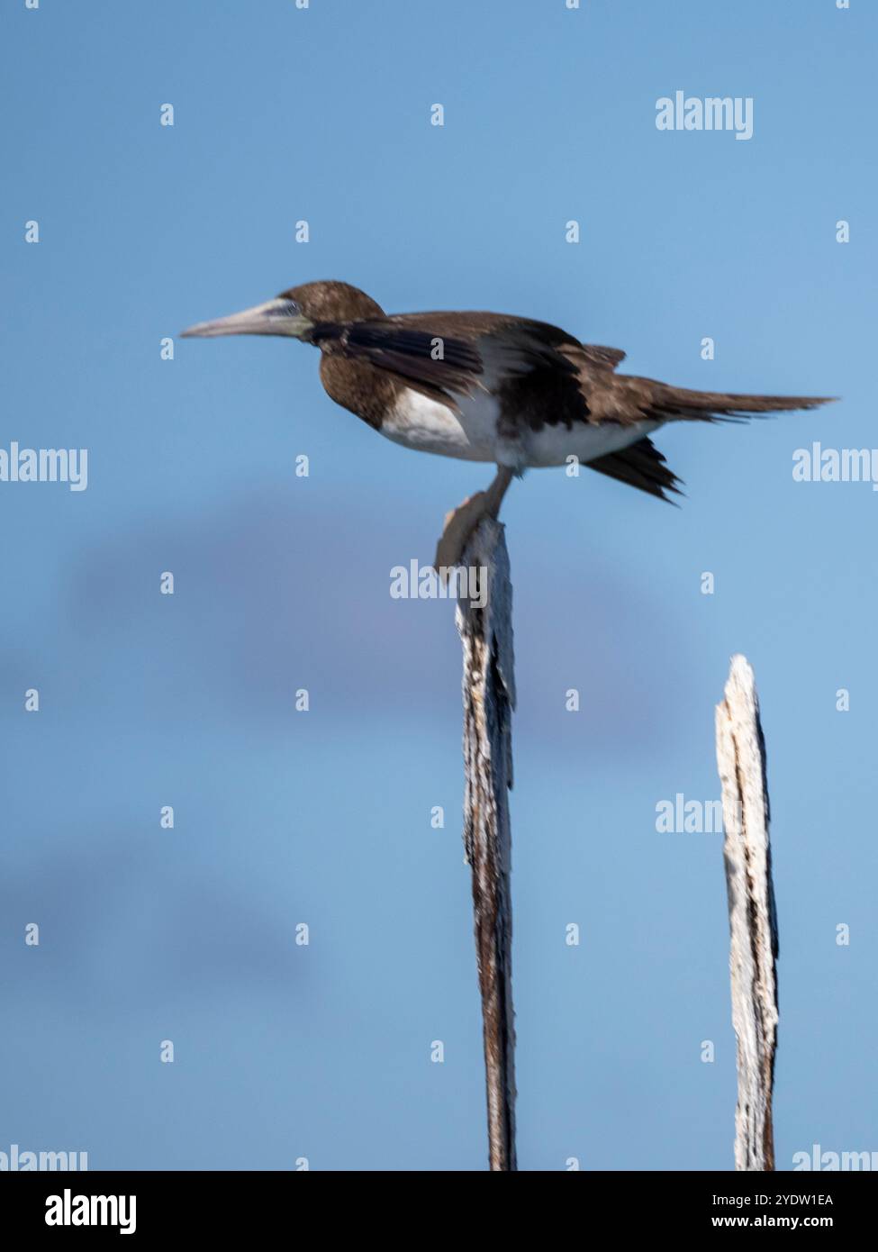 Adulto bruno Booby (Sula leucogaster), sulla costa nord-orientale di viti Levu, Figi, Pacifico meridionale, Pacifico Foto Stock