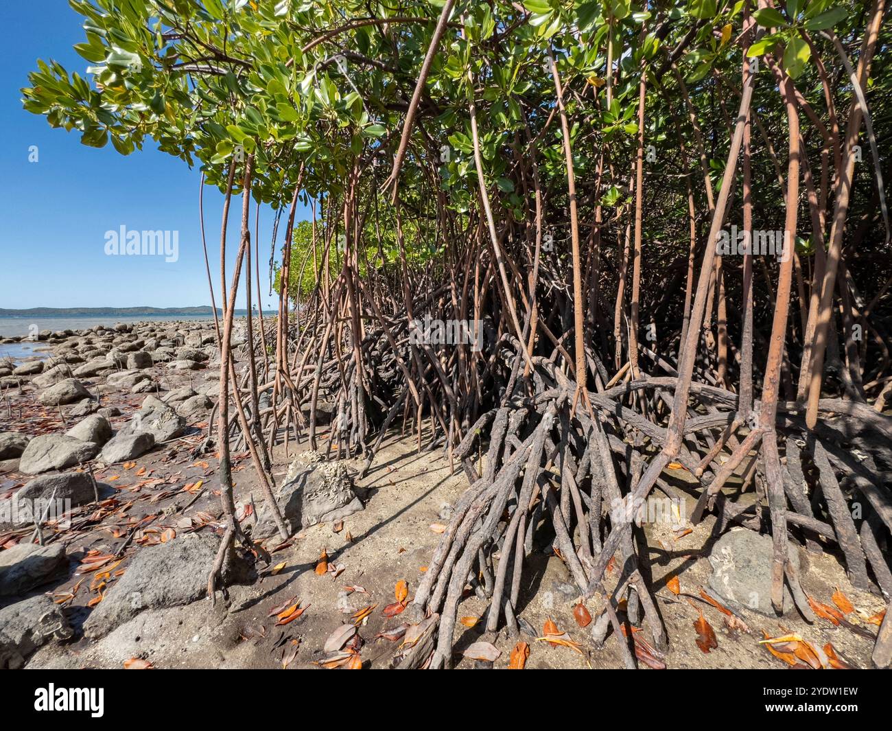 Piante di mangrovie rosse (Rhizophora mangle), con bassa marea vicino ai terreni del Volivoli Resort su viti Levu, Figi, Pacifico meridionale, Pacifico Foto Stock
