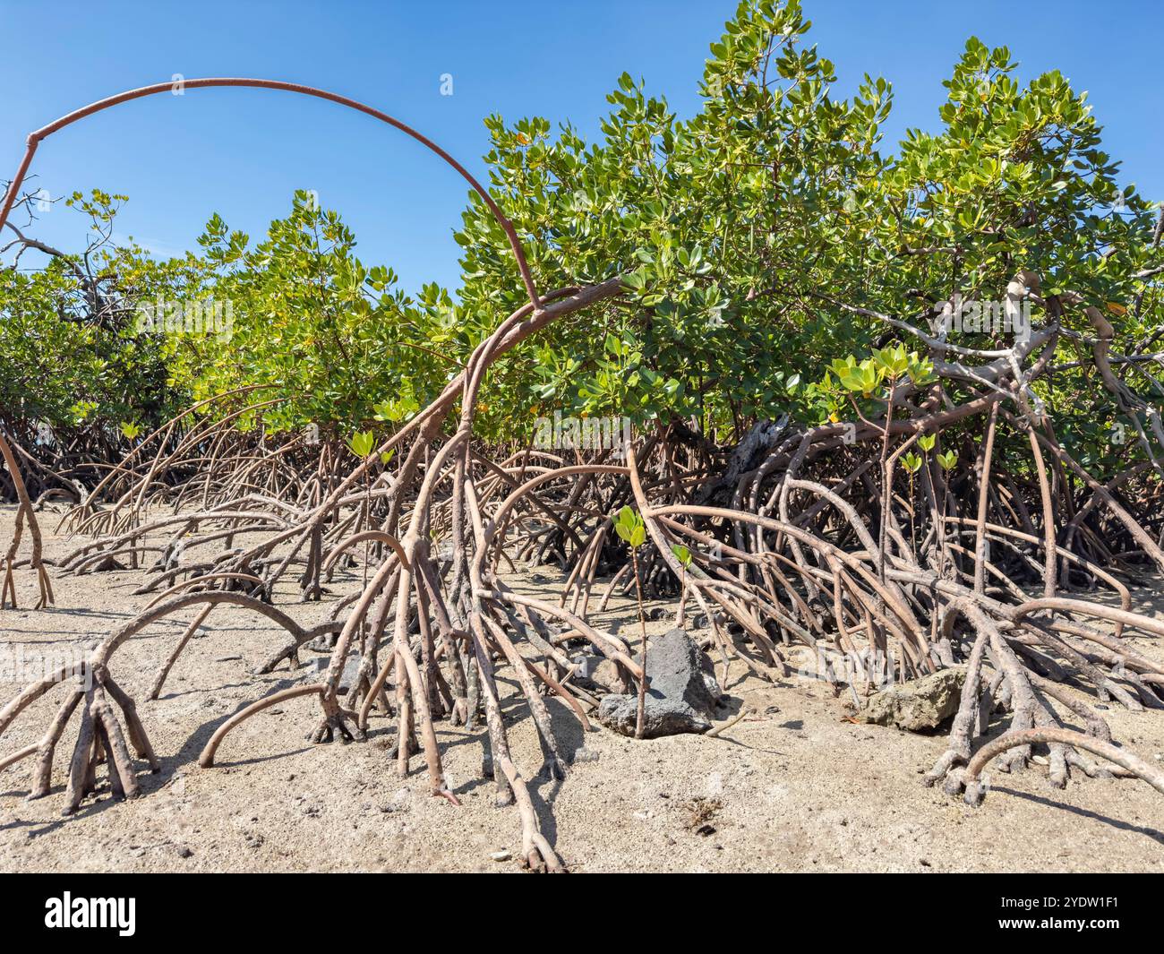 Piante di mangrovie rosse (Rhizophora mangle), con bassa marea vicino ai terreni del Volivoli Resort su viti Levu, Figi, Pacifico meridionale, Pacifico Foto Stock