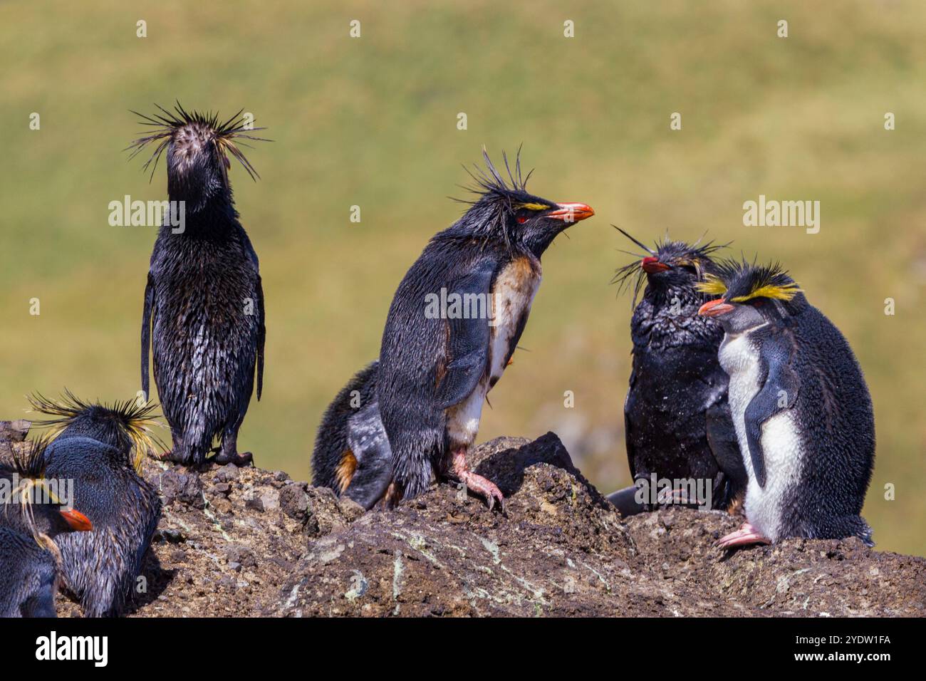 Pinguini di rockhopper settentrionale (Eudyptes moseleyi) ricoperti di olio fuoriuscito dal relitto della MS oliva, isola di Nightingale, gruppo Tristan da Cunha Foto Stock