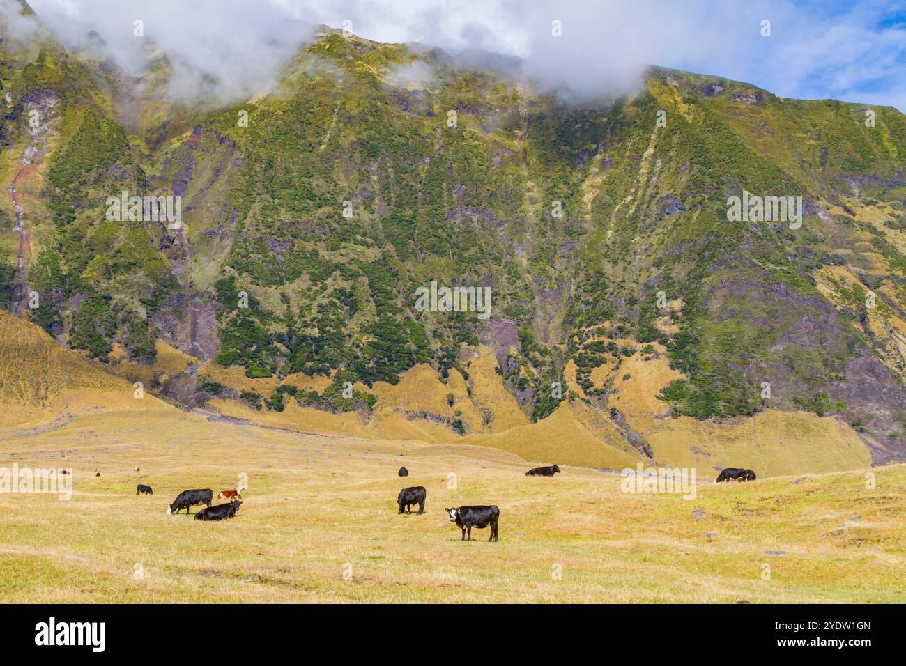 Vista della zona di patate a Tristan da Cunha, il luogo abitato più remoto della Terra, Tristan da Cunha, Oceano Atlantico meridionale Foto Stock