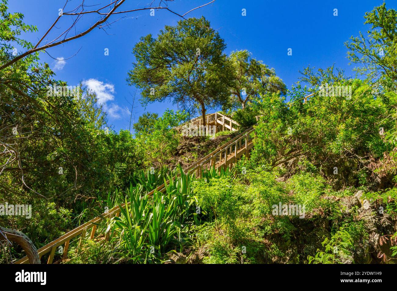 Vista del sentiero che porta alla cascata a forma di cuore appena fuori Jamestown su Sant'Elena, nell'Oceano Atlantico meridionale Foto Stock