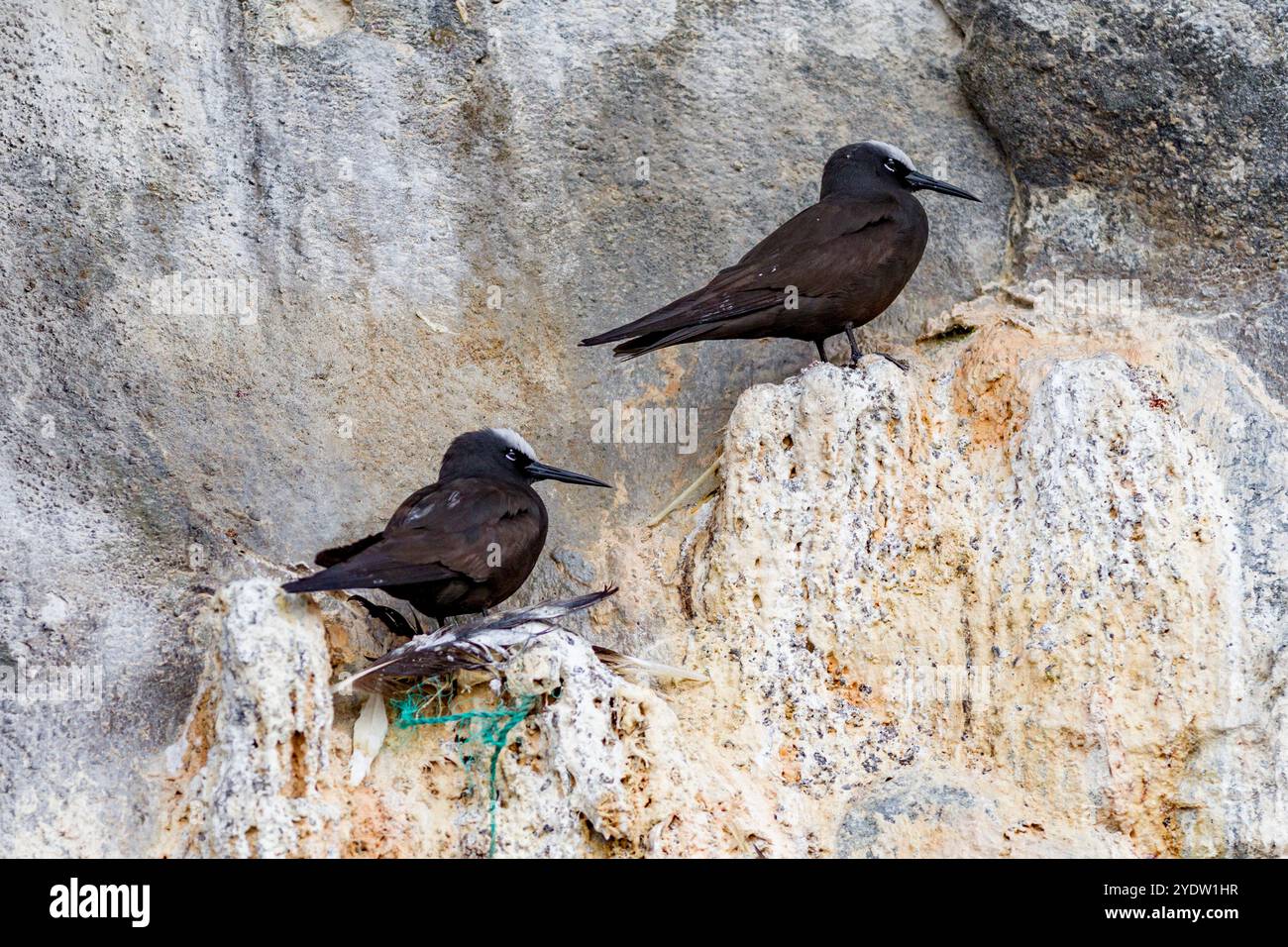 Sito di riproduzione adulti di noddy nero (Anous minutus) sull'Isola degli uccelli di Boatswain, appena fuori Ascension Island, nell'Oceano Atlantico meridionale Foto Stock