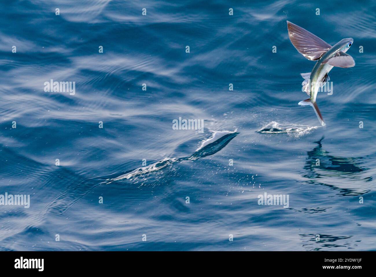 I pesci volanti della famiglia Exocoetidae prendono il volo mentre la nave li scarica appena al largo di Ascension Island, nell'Oceano Atlantico tropicale meridionale Foto Stock