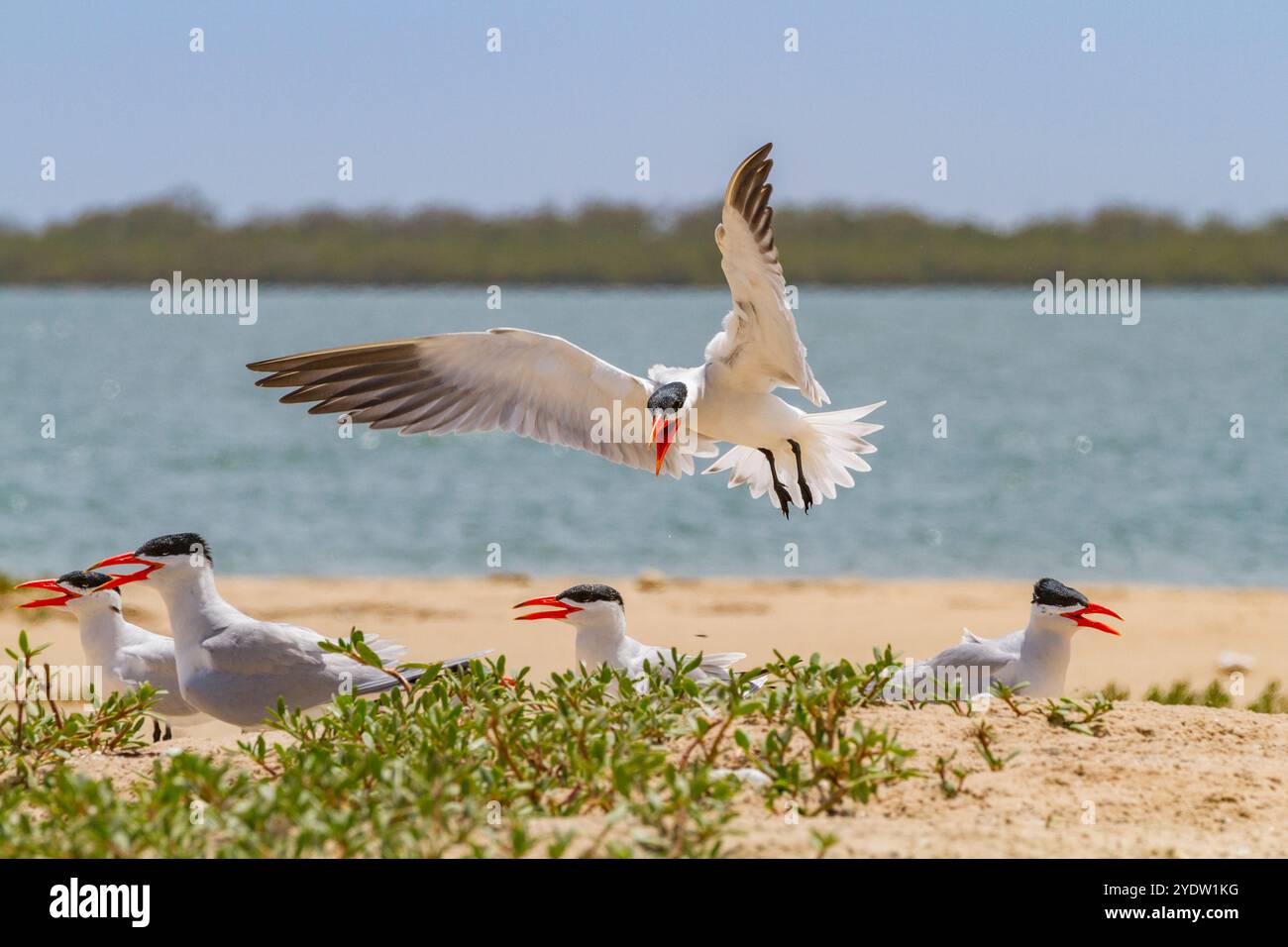 Caspian Terns (Hydroprogne caspia) nella colonia di riproduzione sull'Ile des Oiseaux nel Parc National du Delta du Saloum, UNESCO, Senegal, Africa occidentale, Africa Foto Stock