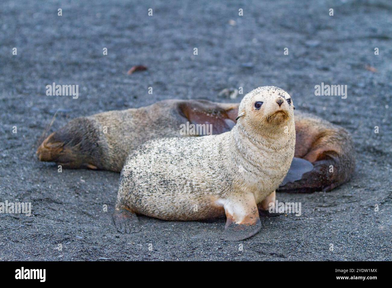 Leucistica causata dalla mancanza di melanina, o cucciolo biondo di foca Antartica (Arctocephalus gazella) nella Georgia del Sud, nell'Oceano meridionale, nelle regioni polari Foto Stock