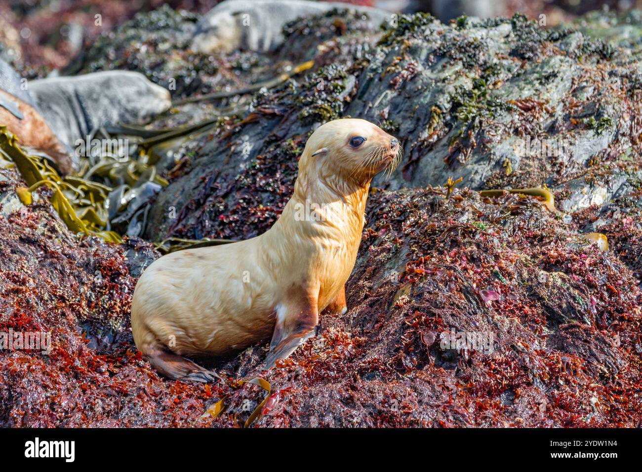 Leucistica causata dalla mancanza di melanina, o cucciolo biondo di foca Antartica (Arctocephalus gazella) nella Georgia del Sud, nell'Oceano meridionale, nelle regioni polari Foto Stock