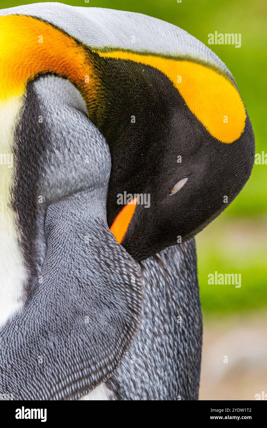 Pinguino re (Aptenodytes patagonicus) dettaglio nella colonia di nidificazione e nidificazione della baia di St. Andrews nella Georgia del Sud, nell'Oceano meridionale, nelle regioni polari Foto Stock