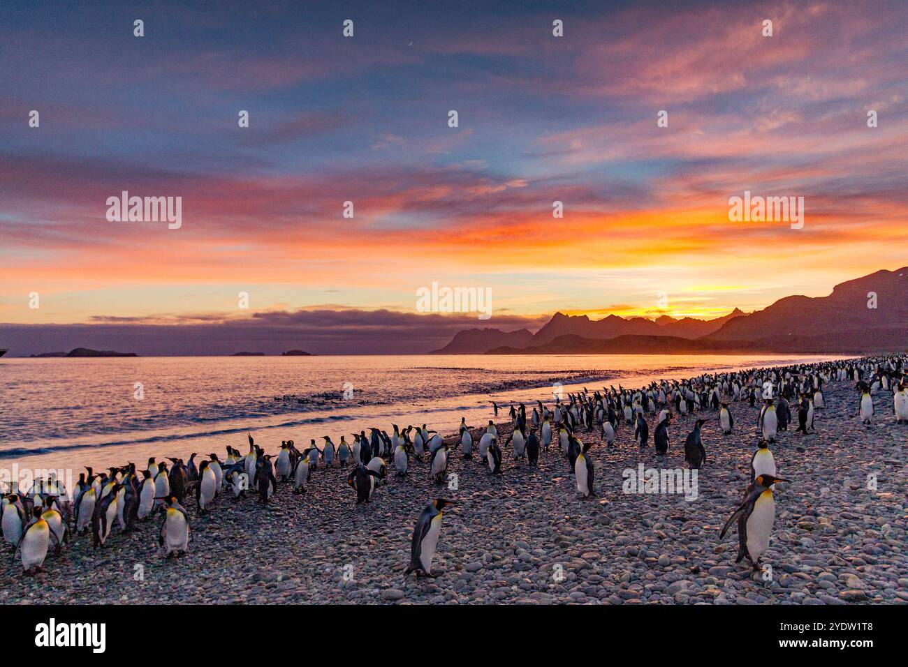 Alba sul pinguino re (Aptenodytes patagonicus) che nidifica e nidifica la colonia nella pianura di Salisbury nella Baia delle Isole, Georgia del Sud, Oceano meridionale Foto Stock