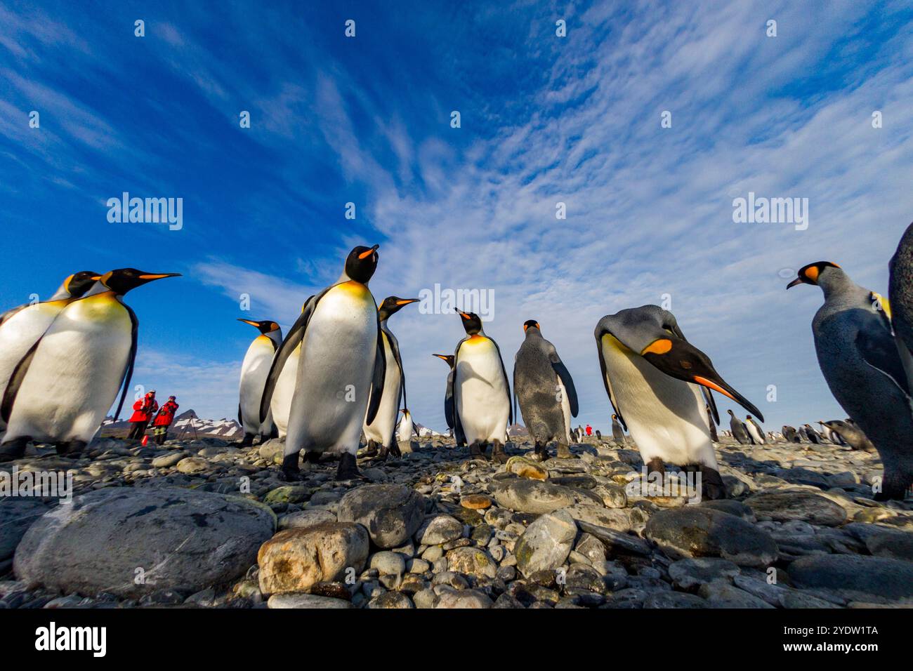 Pinguino re (Aptenodytes patagonicus) che nidifica e nidifica la colonia nella pianura di Salisbury nella baia delle isole, Georgia del Sud, Oceano meridionale Foto Stock