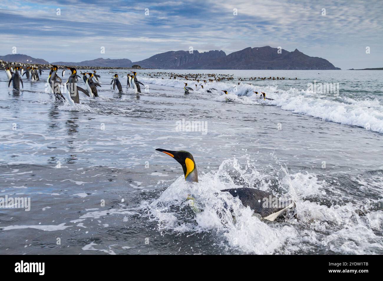 Pinguini reali (Aptenodytes patagonicus) sulla spiaggia della colonia di nidificazione e nidificazione nella pianura di Salisbury nella Baia delle Isole, Georgia del Sud Foto Stock