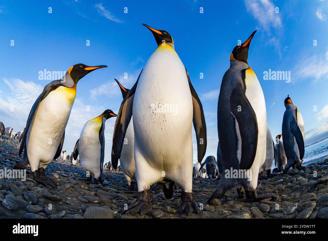 Pinguino re (Aptenodytes patagonicus) che nidifica e nidifica la colonia nella pianura di Salisbury nella baia delle isole, Georgia del Sud, Oceano meridionale Foto Stock
