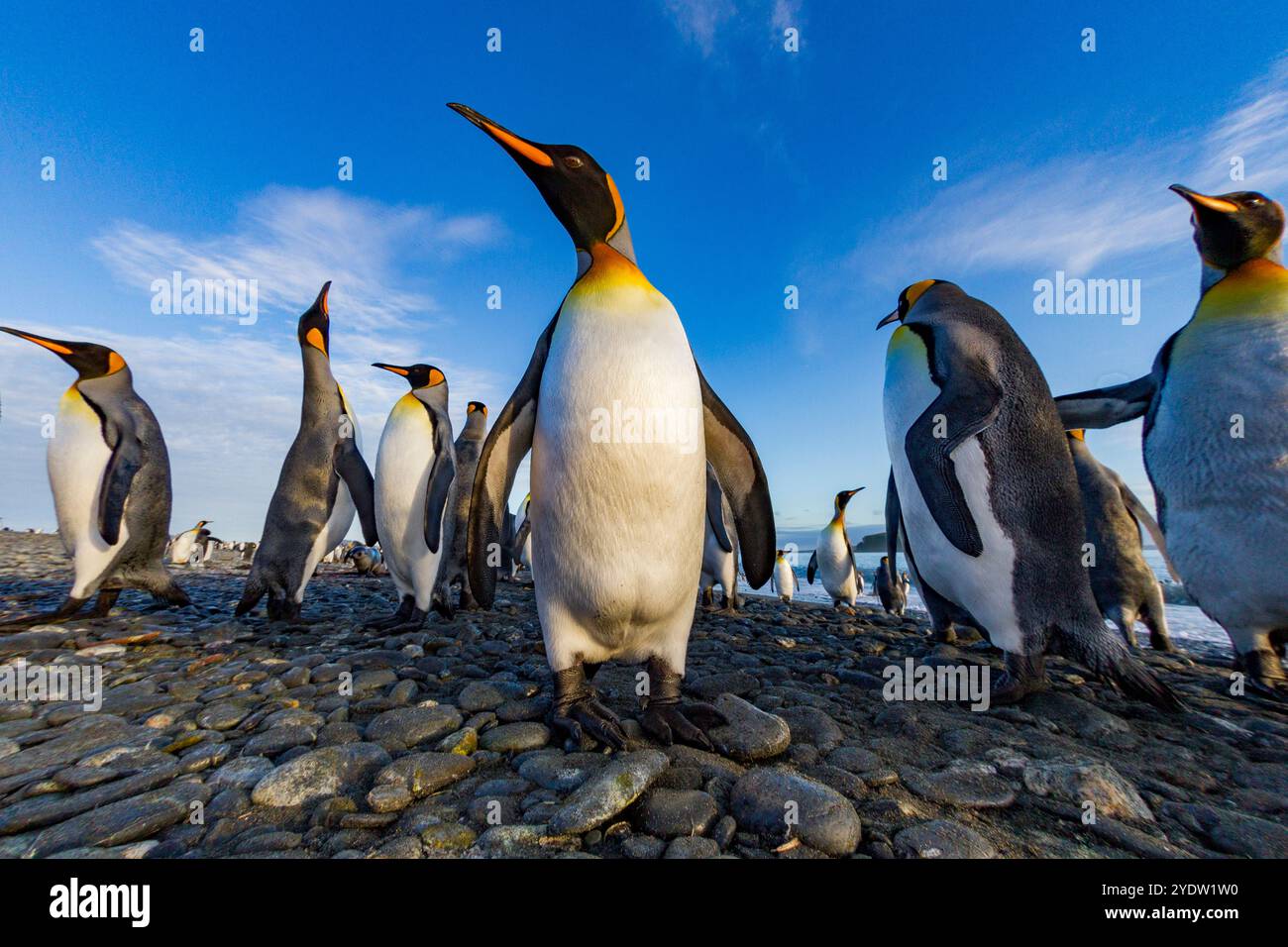 Pinguino re (Aptenodytes patagonicus) che nidifica e nidifica la colonia nella pianura di Salisbury nella baia delle isole, Georgia del Sud, Oceano meridionale Foto Stock