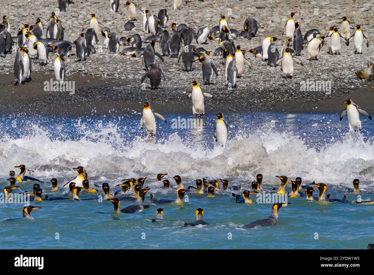 Pinguino re (Aptenodytes patagonicus) che entra in mare dalla spiaggia di Salisbury Plain, Georgia del Sud, regioni polari Foto Stock