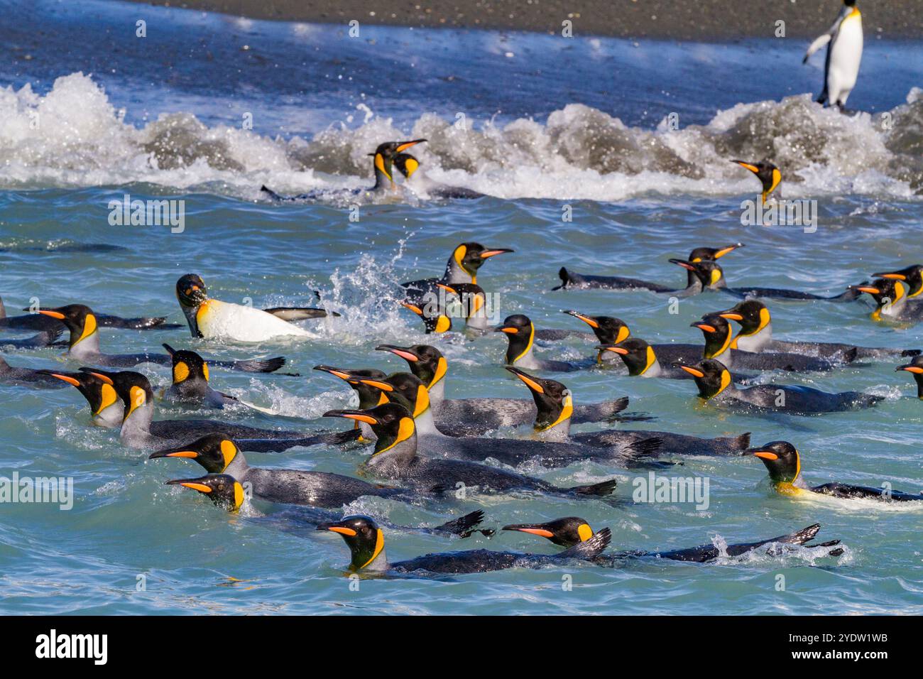 Pinguini reali (Aptenodytes patagonicus) che nuotano vicino alla spiaggia di nidificazione di Salisbury Plain, Georgia del Sud, regioni polari Foto Stock