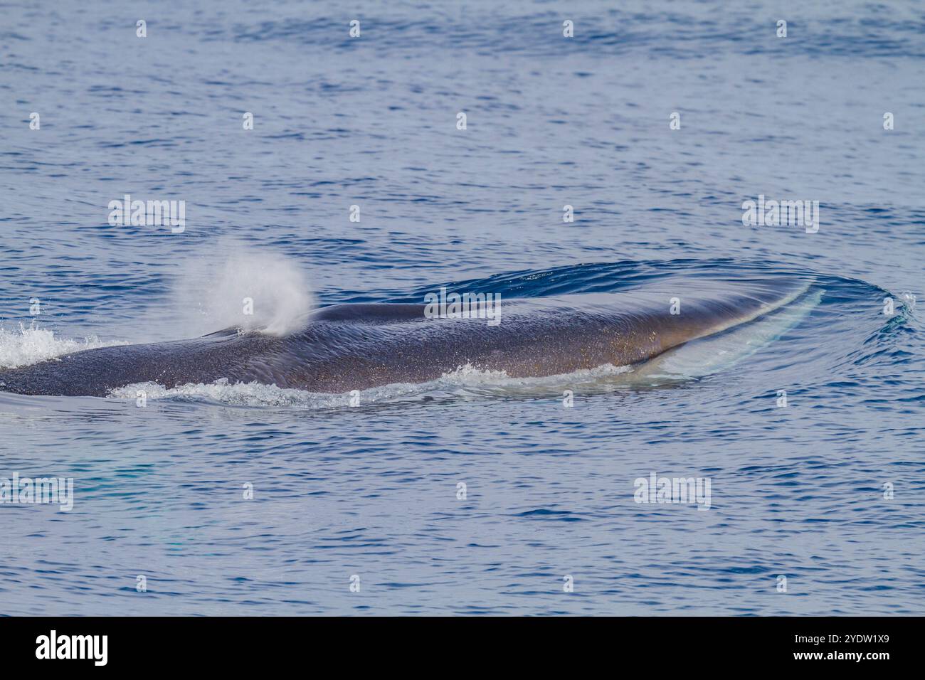 Balenottere adulte (Balaenoptera physalus) che si innalza nelle ricche acque della piattaforma continentale vicino alla Georgia del Sud, regioni polari Foto Stock