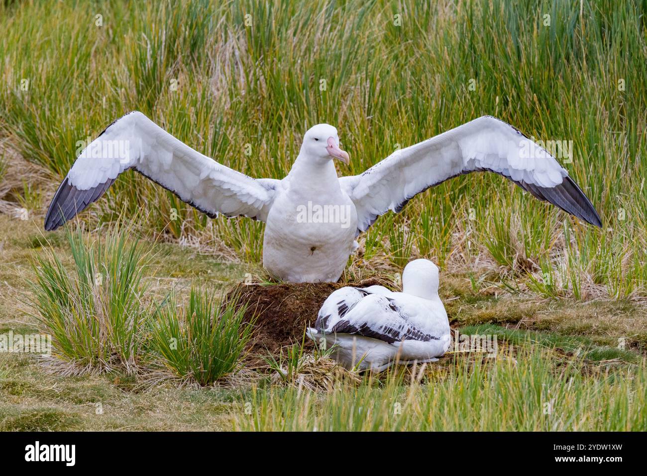 Adulti albatri vagabondanti (Diomedea exulans) nel nido sull'isola di Prion nella Baia delle Isole, Georgia del Sud, regioni polari Foto Stock