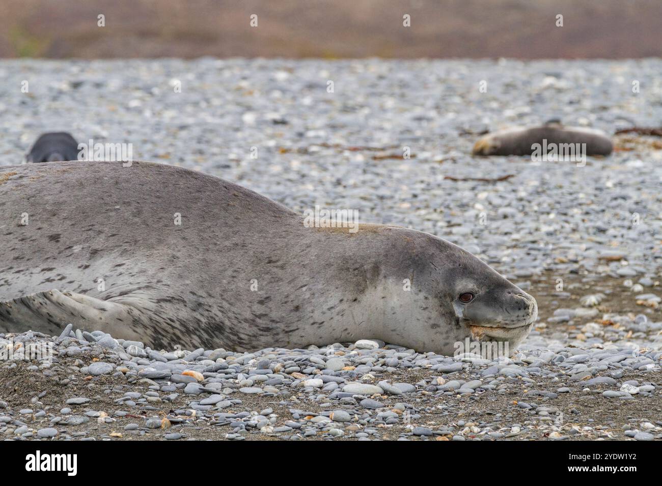 Enorme foca leopardata maschile (Hydrurga leptonyx) trasportata sulla spiaggia di Salisbury Plain nella Baia delle Isole, Georgia del Sud, regioni polari Foto Stock