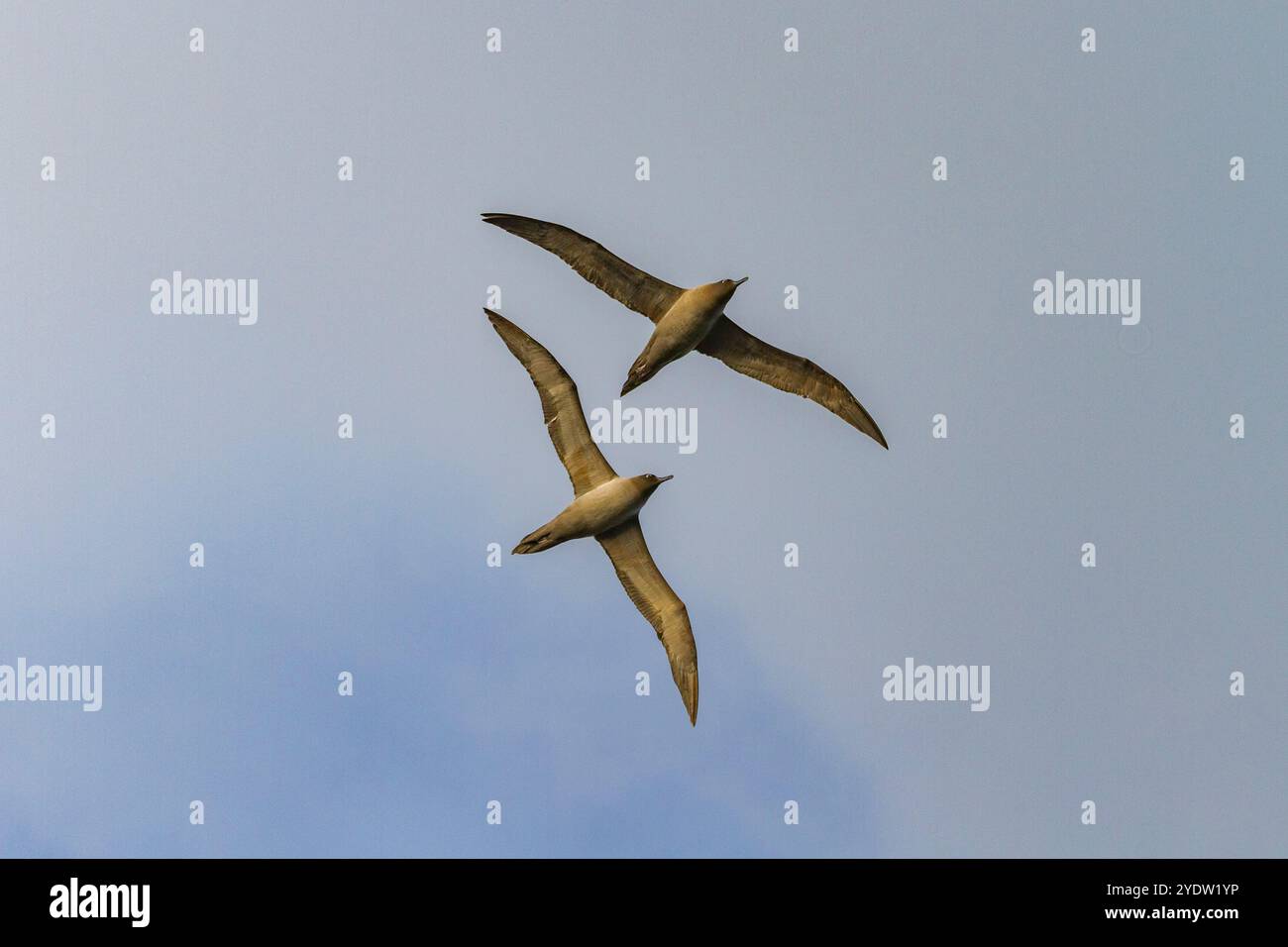 Albatri di fuliggine, leggeri, adulti (Phoebetria palpebrata) sull'ala di Elsehul, nella Georgia del Sud, nell'Oceano meridionale, nelle regioni polari Foto Stock