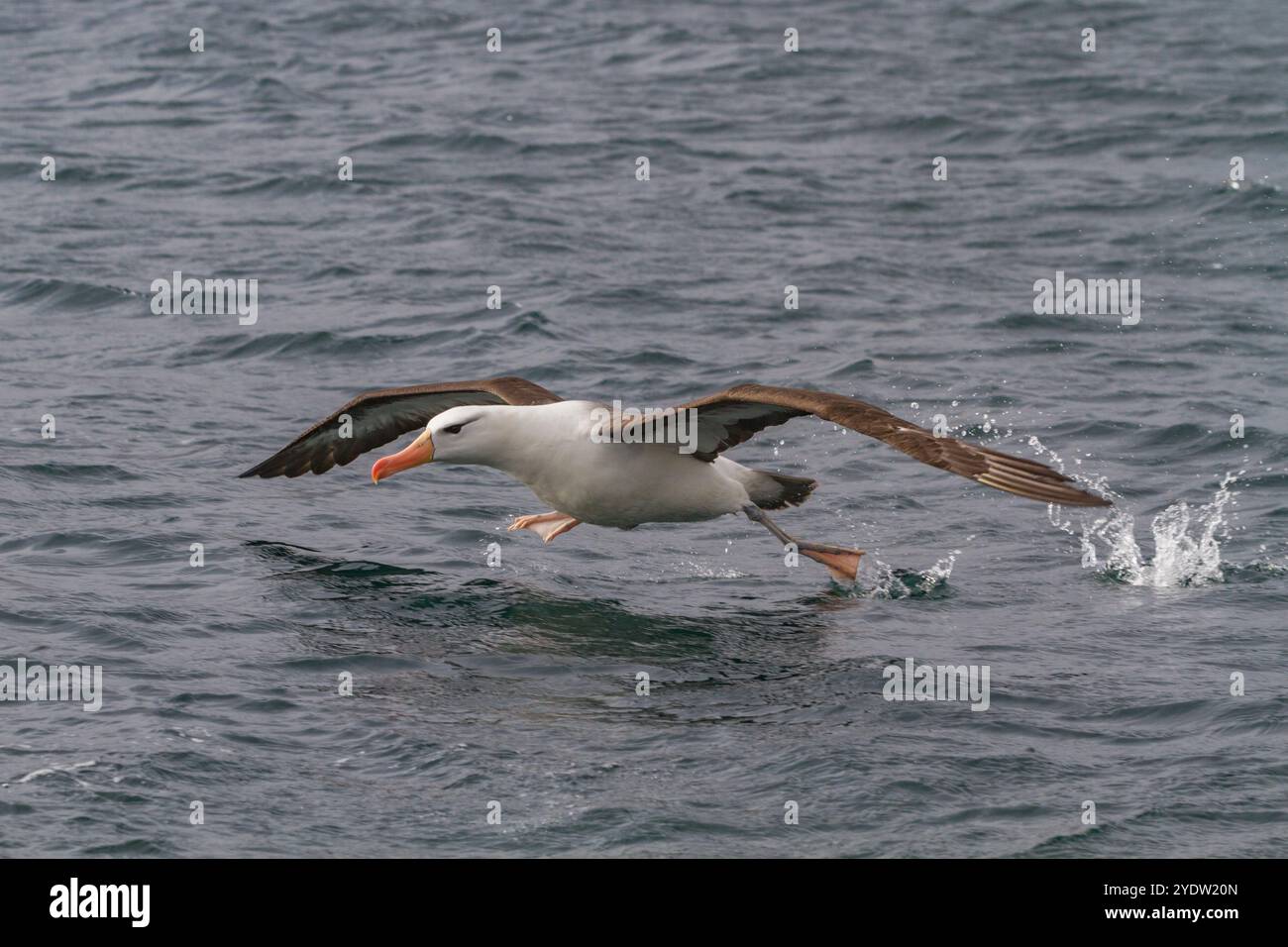 Albatros adulti con sopracciglia nera (Thalassarche melanophrys) a Elsehul nella Georgia del Sud, nell'Oceano meridionale, nelle regioni polari Foto Stock