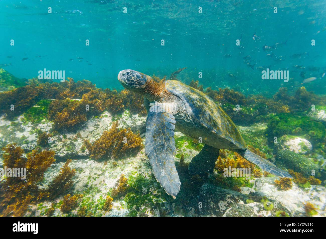 Tartaruga marina verde (Chelonia mydas agassizii) per adulti sott'acqua nell'arcipelago delle Galapagos, sito patrimonio dell'umanità dell'UNESCO, Ecuador e Sud America Foto Stock