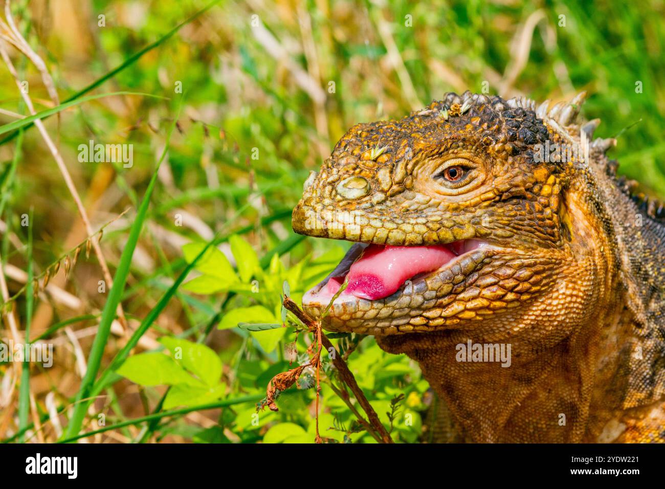 La coloratissima iguana di terra delle Galapagos (Conolophus subcristatus) nell'arcipelago delle Galapagos, sito Patrimonio dell'Umanità dell'UNESCO, Ecuador Foto Stock