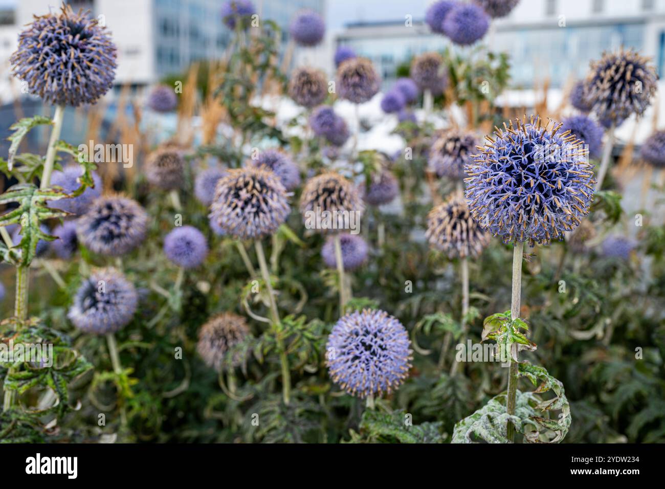 I fiori di cardo del globo fioriscono ad Alesund, altri ancora og Romsdal, Norvegia, Scandinavia, Europa Foto Stock