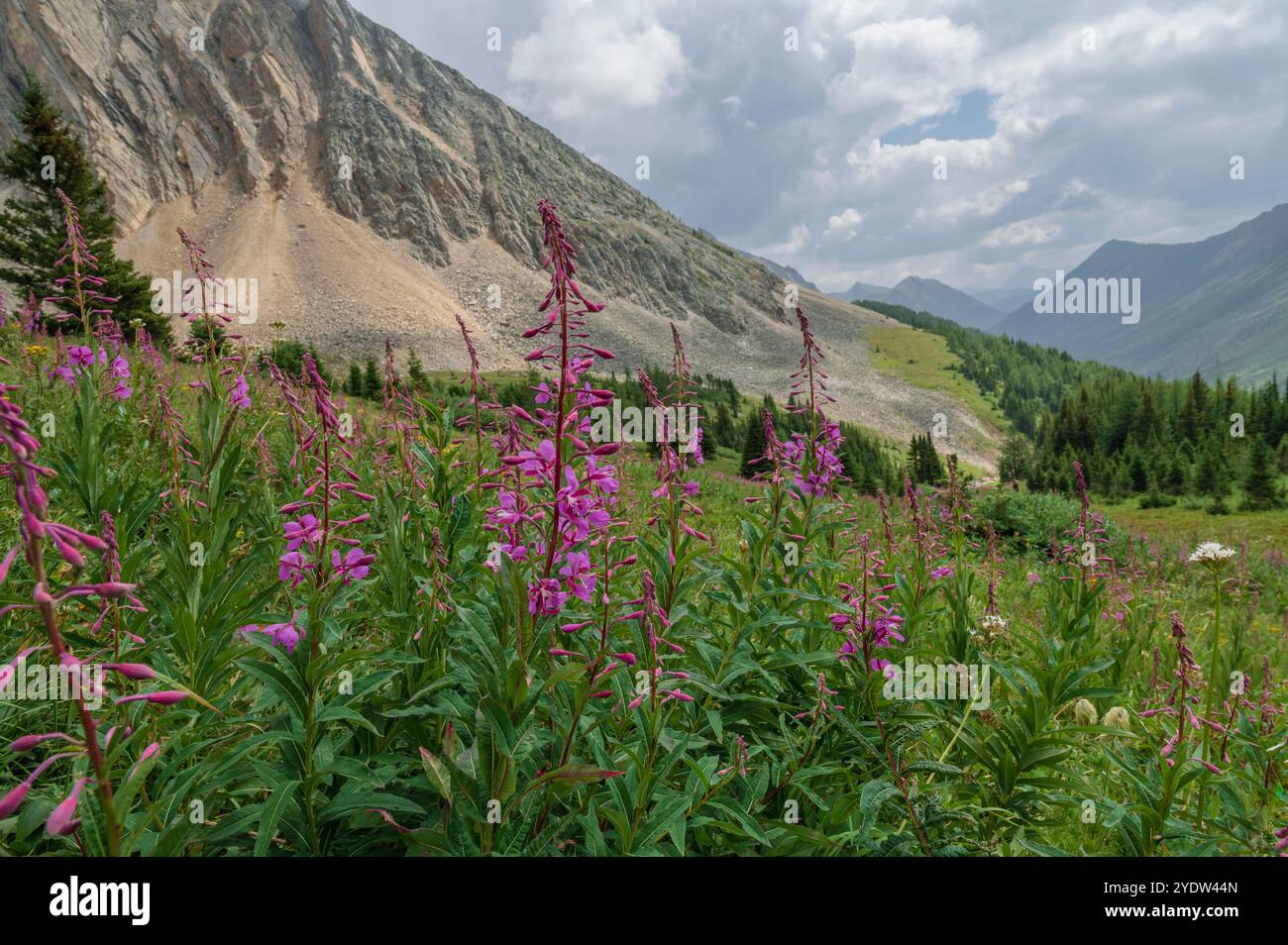 Prati alpini di fiori selvatici con alghe (Chamaenerion angustifolium) lungo il Ptarmigan Cirque Trail in estate, Kananaskis Country, Alberta, Canada Foto Stock