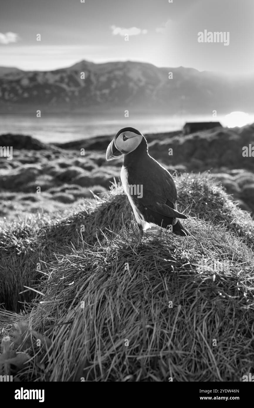 Immagine in bianco e nero di una puffin atlantica (Fratercula arctica), al tramonto a Borgarfjaroarhofn, Islanda, regioni polari Foto Stock