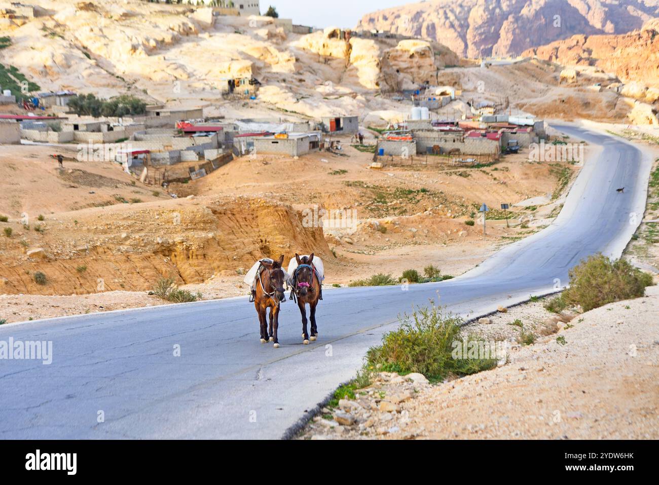 Due muli sulla strada che portano a Petra, Giordania, Medio Oriente Foto Stock