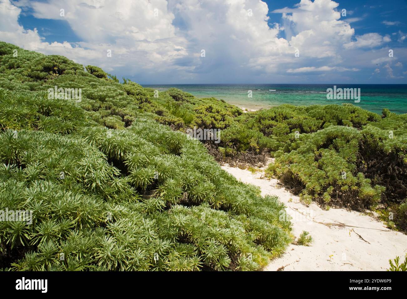 Porticciolo aromatico per salvia, Punta El Holondes, Parco Nazionale della Penisola di Guanahacabibes e riserva della Biosfera, Pinar del Rio, Cuba, Indie occidentali, Caraibi Foto Stock