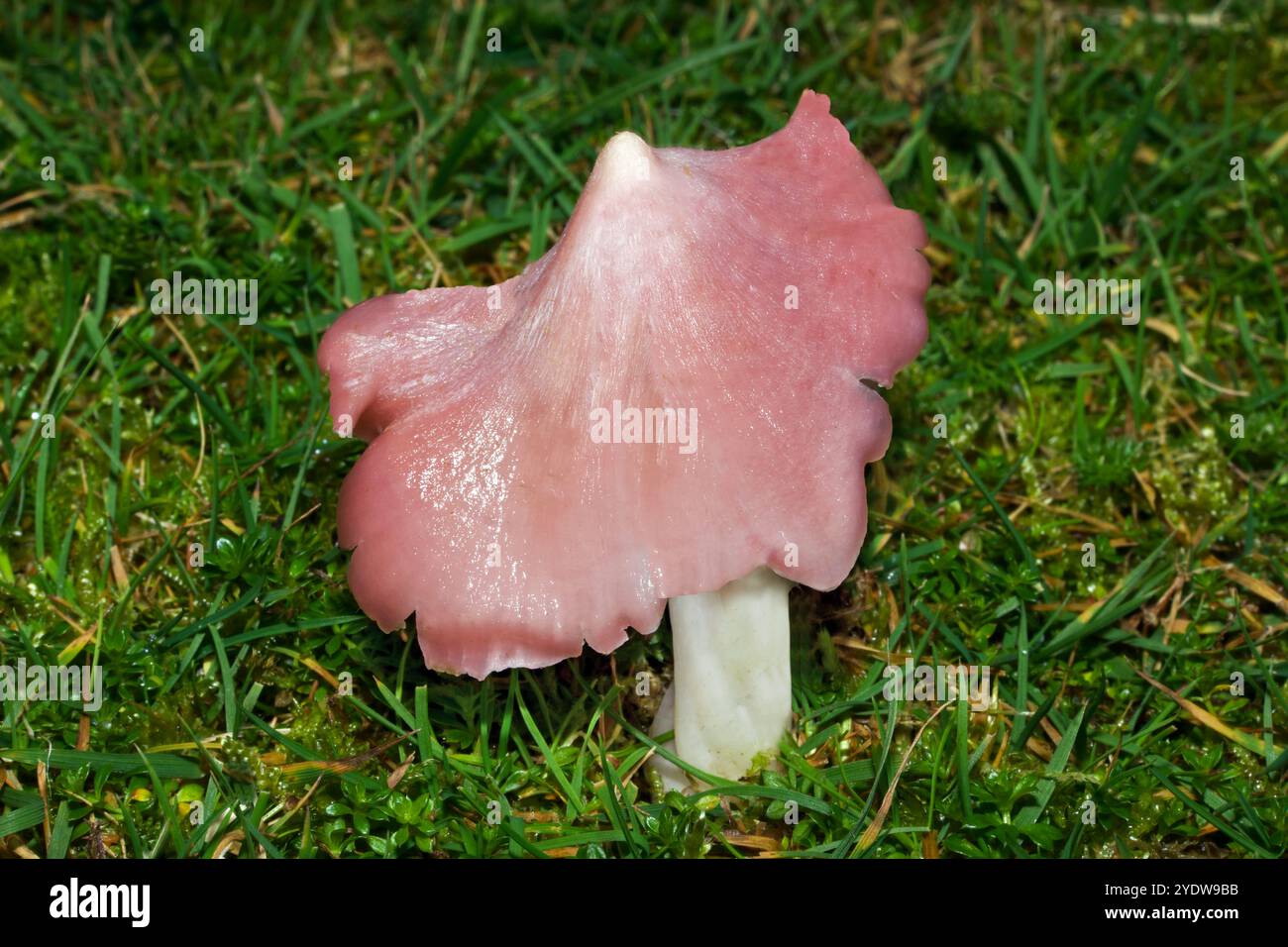 Porpolomopsis calyptriformis (cerametto rosa) è un raro fungo di praterie antiche e non migliorate. Questo è stato trovato in Nant Ffrancon a Snowdonia. Foto Stock Porpolomopsis calyptriformis (cerametto rosa) è un raro fungo di praterie antiche e non migliorate. Questo è stato trovato in Nant Ffrancon a Snowdonia. Foto Stock
