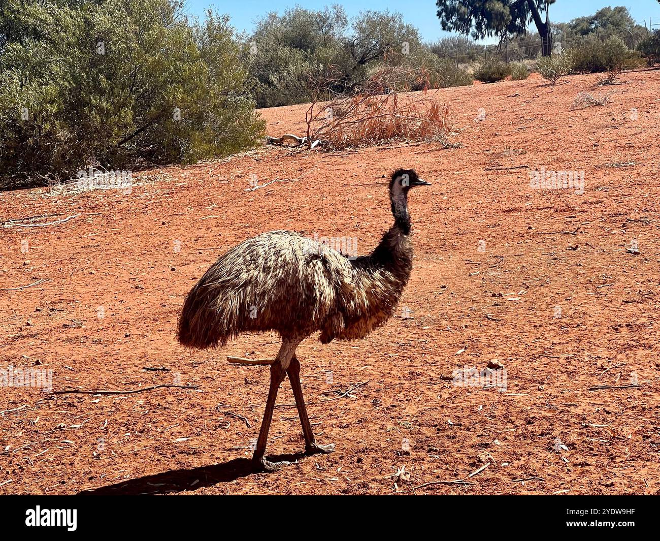 Erldunda, Australia. 6 agosto 2024. Un'uem può essere vista nel territorio del Nord in Australia. La specie di uccelli senza volo è endemica dell'Australia e appartiene al gruppo dei ratiti. L'uem può raggiungere dimensioni del corpo fino a 1,90 metri. Crediti: Carola Frentzen/dpa/Alamy Live News Foto Stock