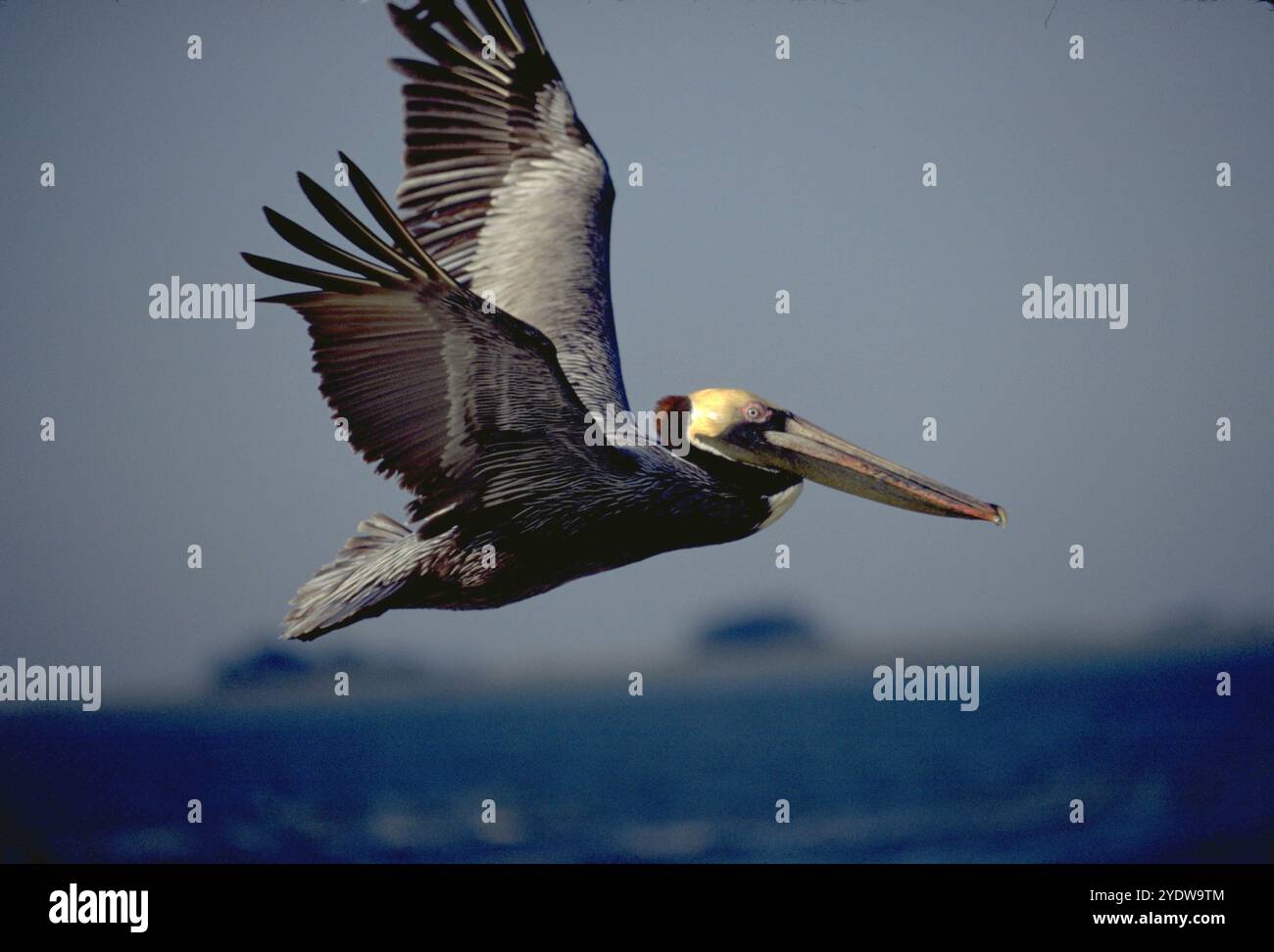 Brown Pelican. Foto Stock