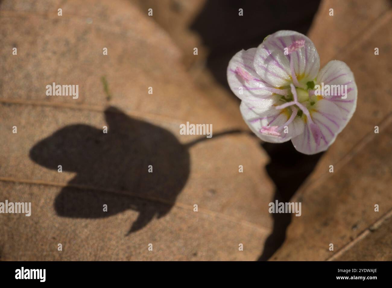 Bellezza primaverile orientale (Claytonia virginica) contro foglie secche Foto Stock