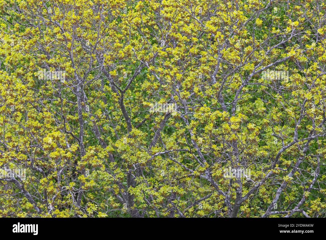 Hickory Tree in primavera Foto Stock