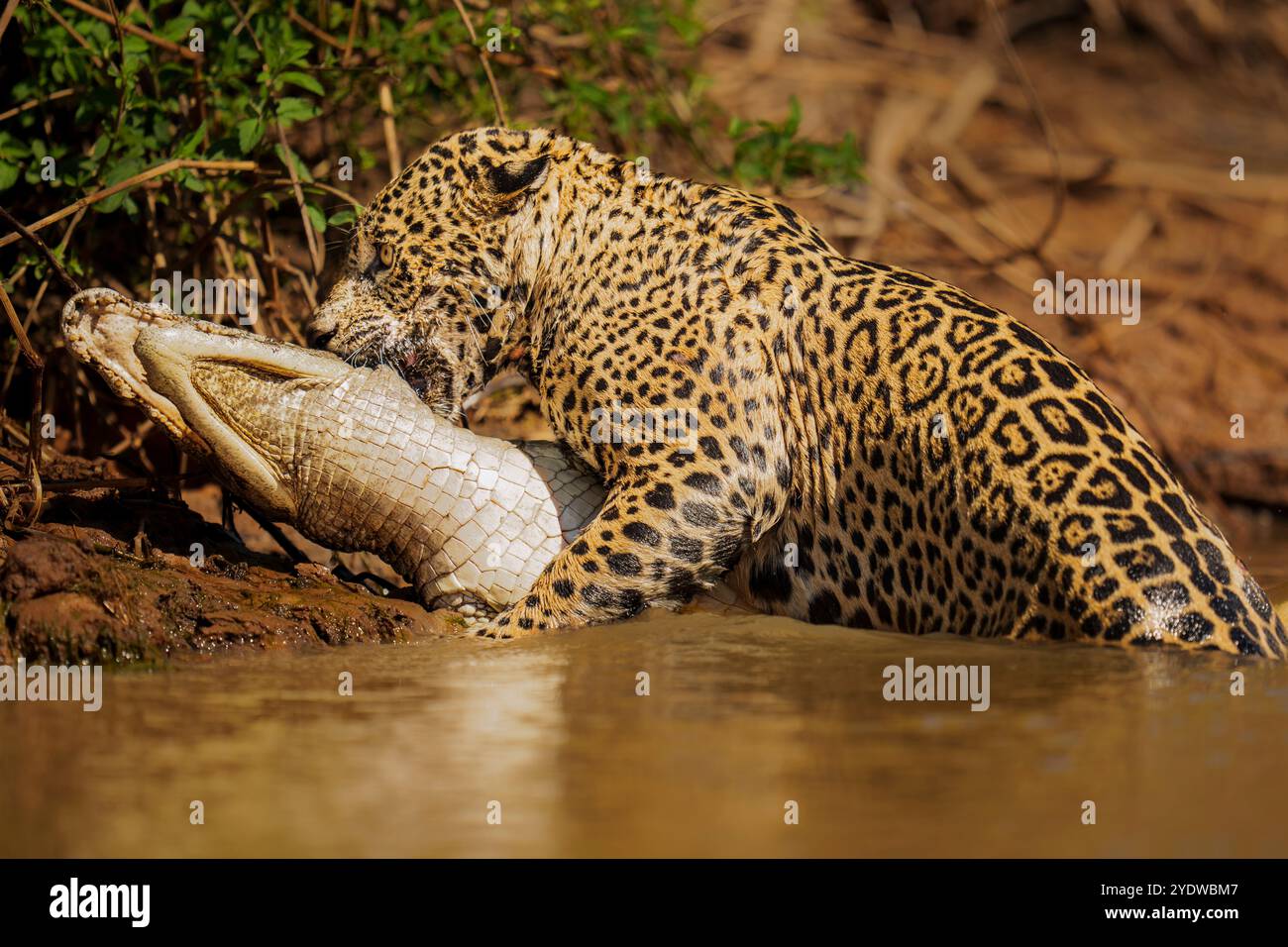 Jaguar in Brasile che mangia un Caiman Foto Stock