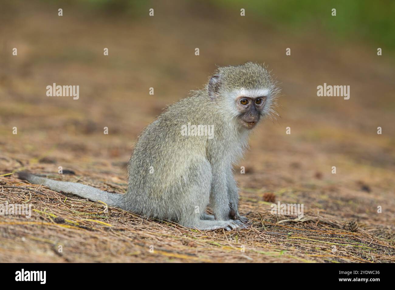 Vervet scimmia, (Chloroebus pygerythrus), vervet scimmia, scimmia, scimmie, primati, primati, famiglia di scimmie vervet, mmerkatzen, iSimangaliso Wetland Foto Stock