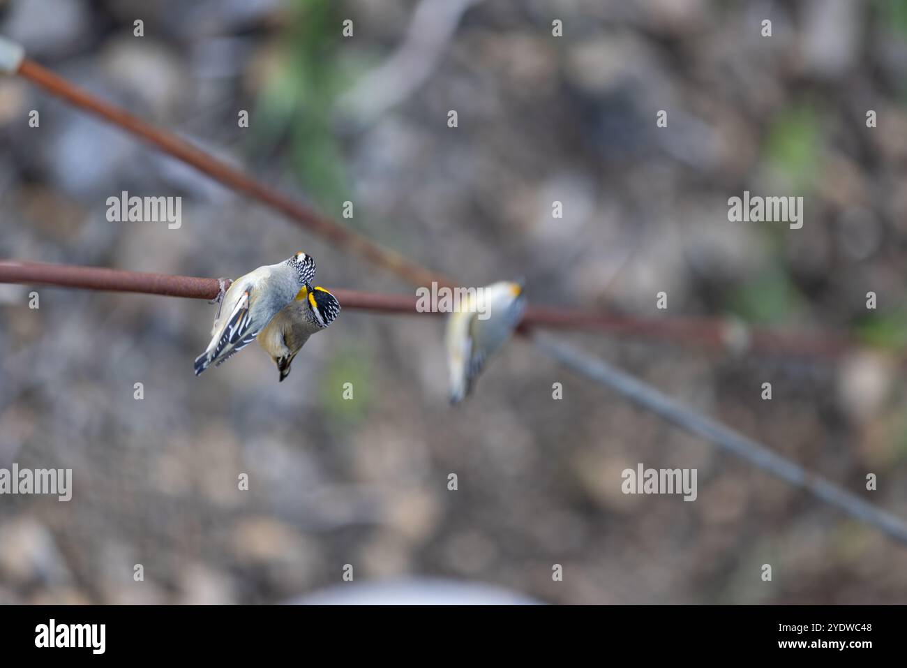 Due piccoli uccelli nativi australiani appollaiati su un filo - pardalotes Foto Stock
