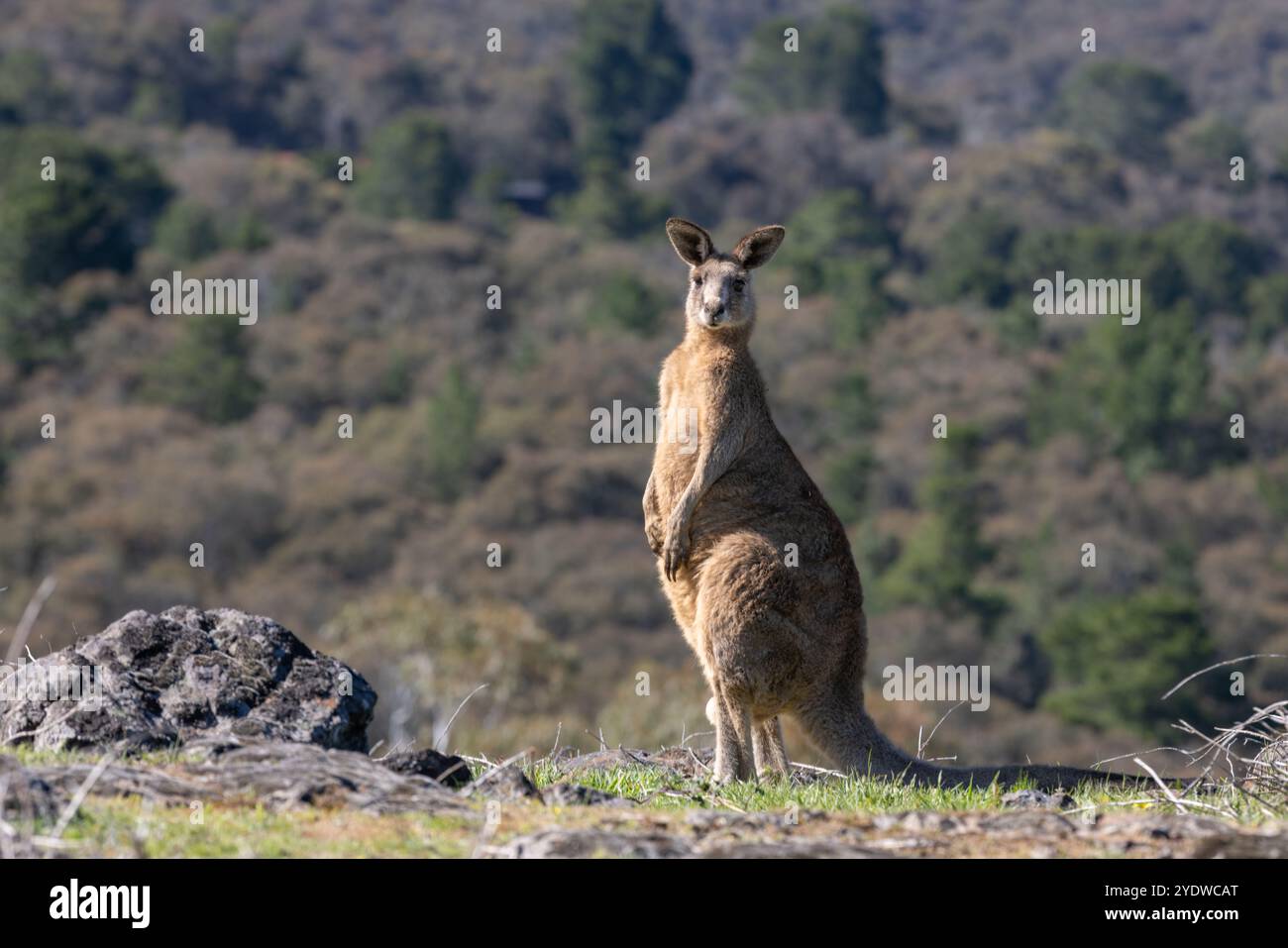 Canguro grigio orientale maschile in piedi nella natura selvaggia australiana Foto Stock