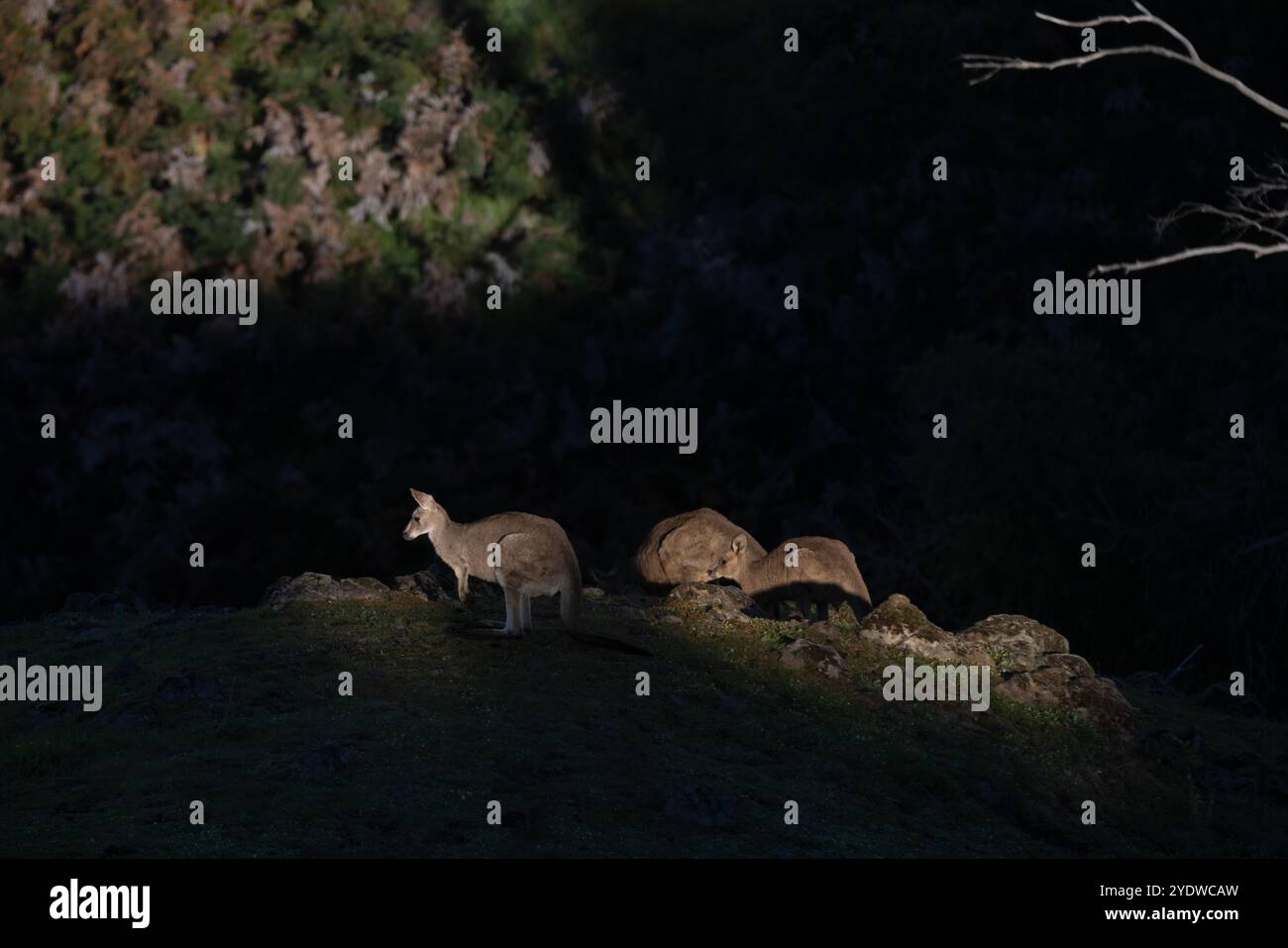 Canguri che pascolano all'alba sulla collina alla luce del mattino Foto Stock