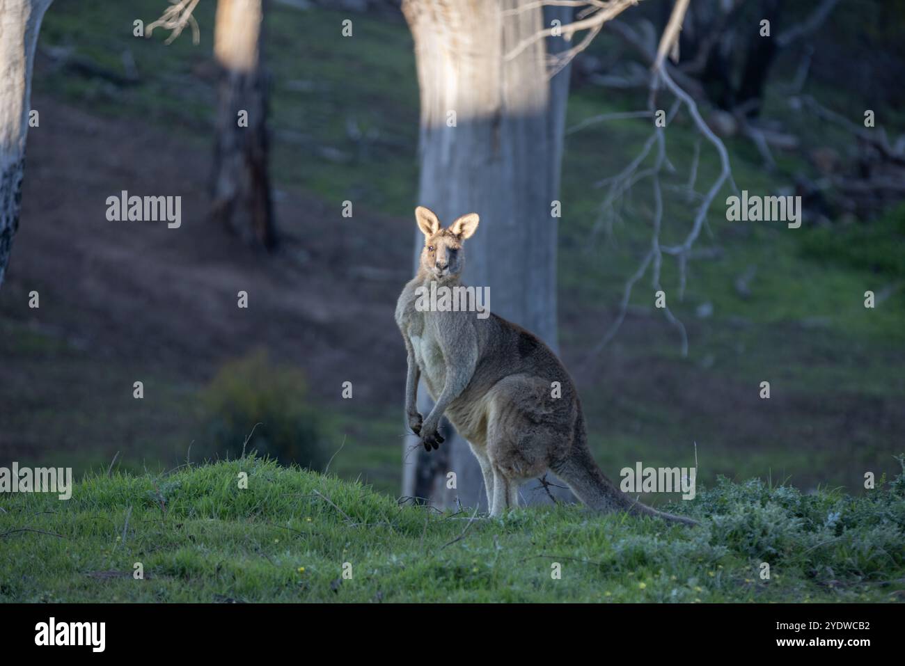 Grande canguro grigio orientale maschio in piedi nel Bush naturale Foto Stock