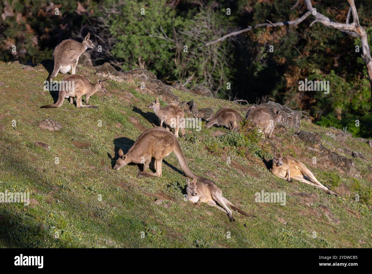 Gruppo di canguri che pascolano e si trovano sulle colline rocciose in Australia Foto Stock